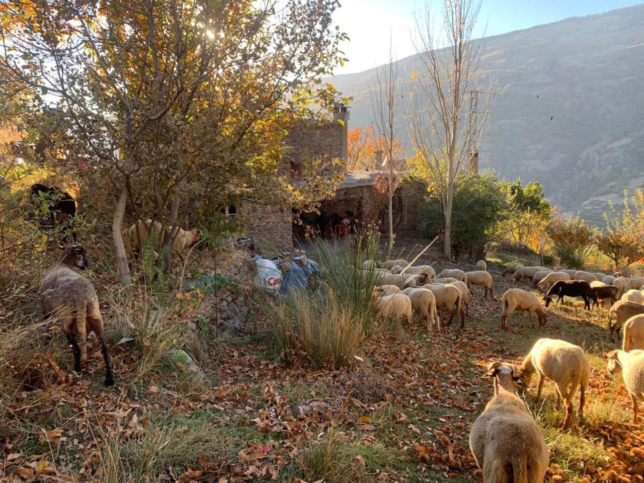 Cortijo Rural El Albercon - Capileira - Alpujarra Rural Villa Buitenkant foto